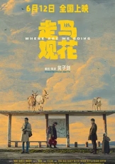 走马观花